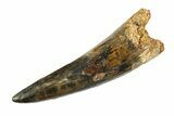 Bargain, Real Fossil Spinosaurus Tooth - Huge Dinosaur Tooth #346757-1